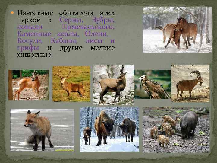  Известные обитатели этих парков : Серны, Зубры, лошади Пржевальского, Каменные козлы, Олени, Косули,