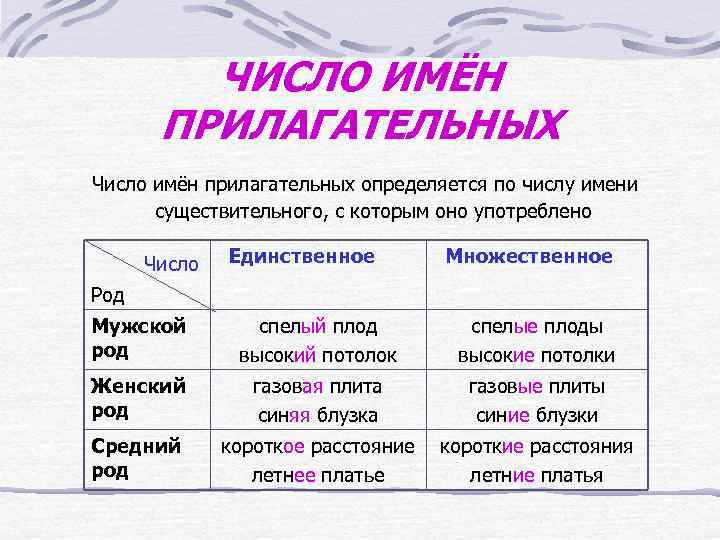 ЧИСЛО ИМЁН ПРИЛАГАТЕЛЬНЫХ Число имён прилагательных определяется по числу имени существительного, с которым оно