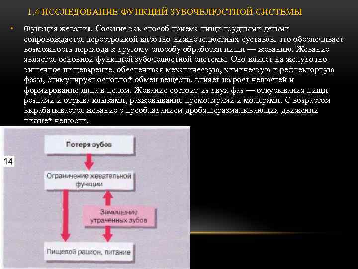 1. 4 ИССЛЕДОВАНИЕ ФУНКЦИЙ ЗУБОЧЕЛЮСТНОЙ СИСТЕМЫ • Функция жевания. Сосание как способ приема пищи