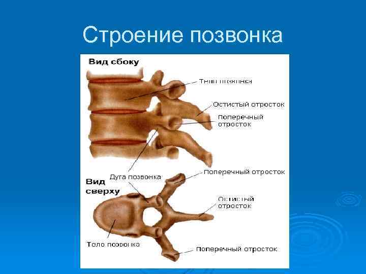 Строение позвонка 
