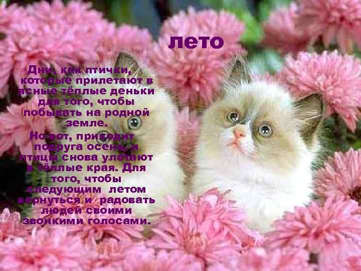 лето Дни, как птички, которые прилетают в ясные тёплые деньки для того, чтобы побывать