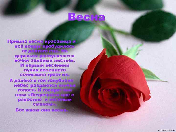 Весна Пришла весна красавица и всё вокруг пробудилось от долгого сна. На деревьях распускаются