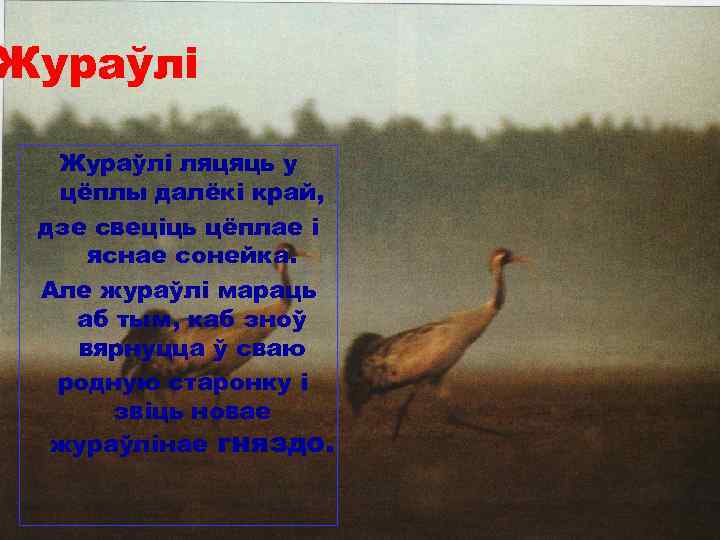 Жураўлі ляцяць у цёплы далёкі край, дзе свеціць цёплае і яснае сонейка. Але жураўлі