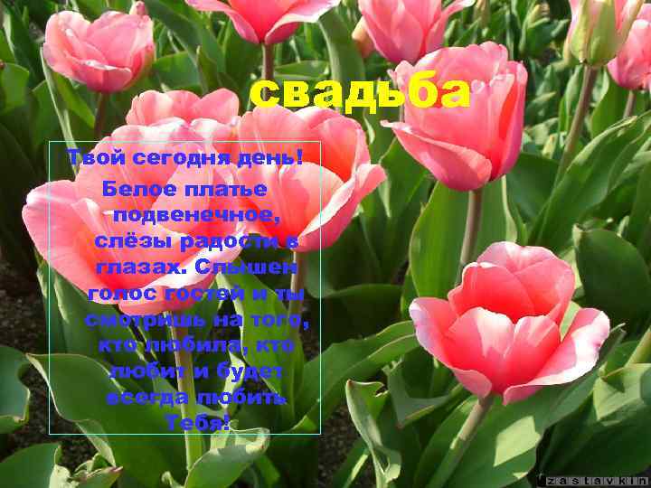 свадьба Твой сегодня день! Белое платье подвенечное, слёзы радости в глазах. Слышен голос гостей