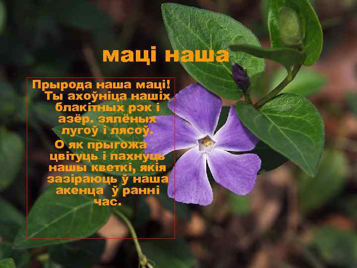 маці наша Прырода наша маці! Ты ахоўніца нашіх блакітных рэк і азёр. зялёных лугоў