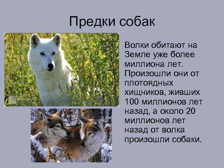 Предки собак • Волки обитают на Земле уже более миллиона лет. Произошли они от