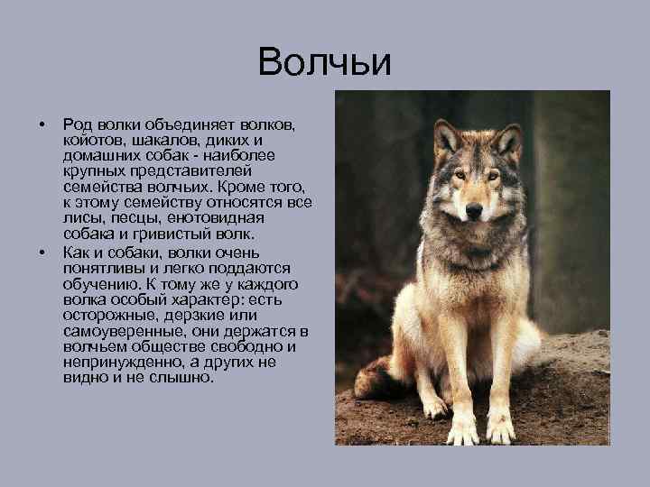 Волчьи • • Род волки объединяет волков, койотов, шакалов, диких и домашних собак -