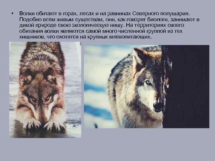  • Волки обитают в горах, лесах и на равнинах Северного полушария. Подобно всем