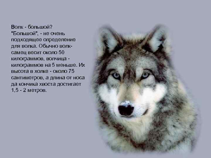Волк - большой? 