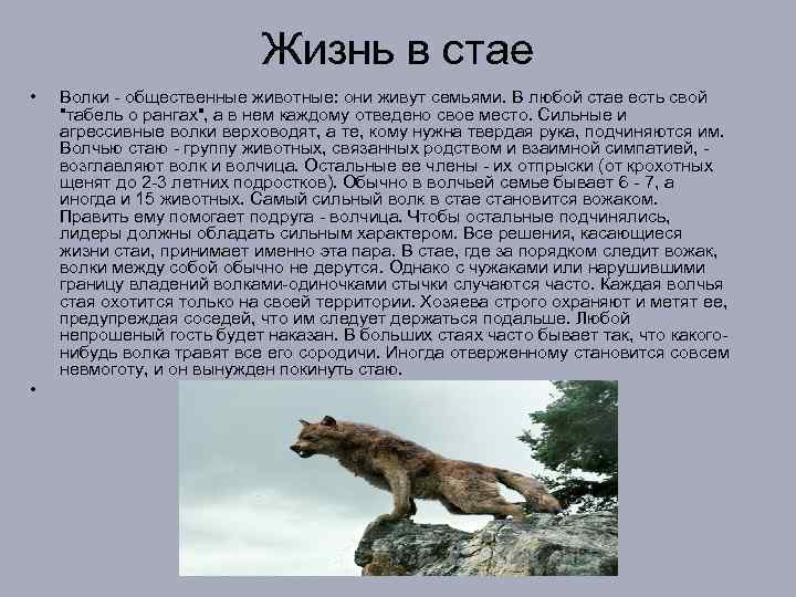 Жизнь в стае • • Волки - общественные животные: они живут семьями. В любой
