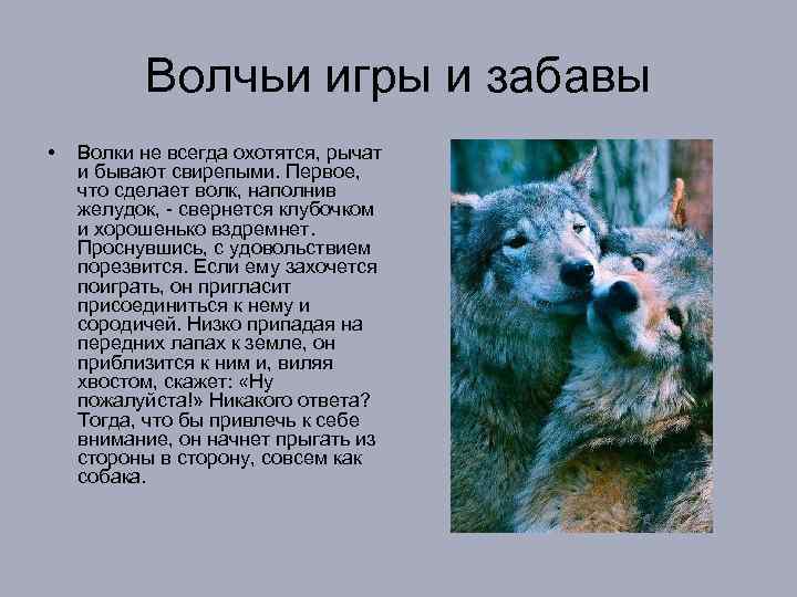 Волчьи игры и забавы • Волки не всегда охотятся, рычат и бывают свирепыми. Первое,