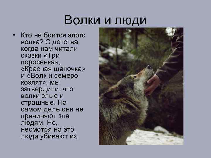 Волки и люди • Кто не боится злого волка? С детства, когда нам читали