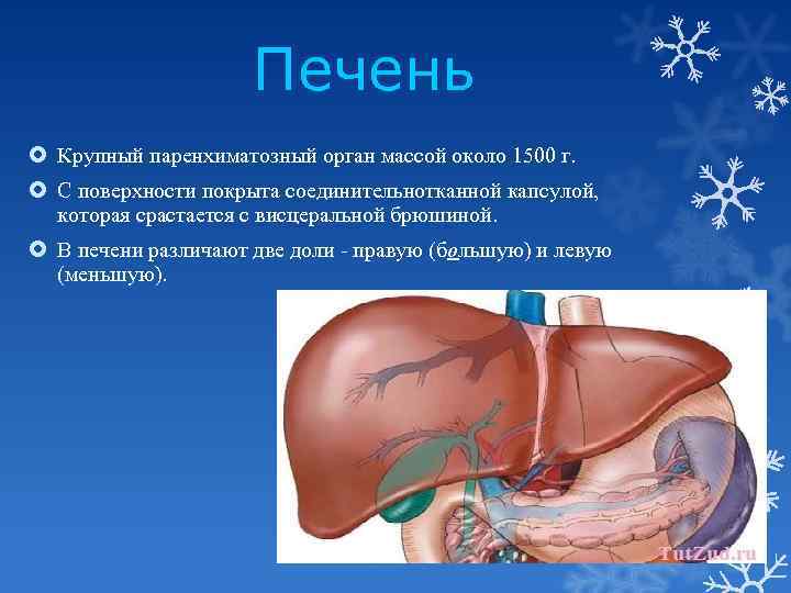 Печень Крупный паренхиматозный орган массой около 1500 г. С поверхности покрыта соединительнотканной капсулой, которая