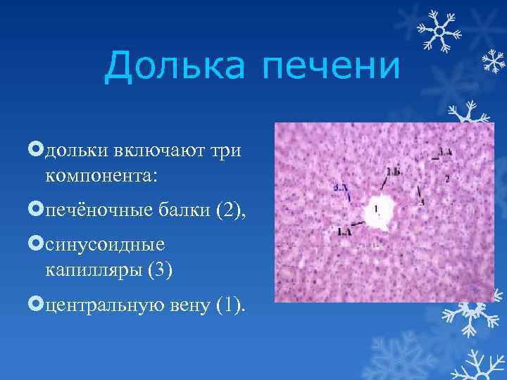 Долька печени дольки включают три компонента: печёночные балки (2), синусоидные капилляры (3) центральную вену