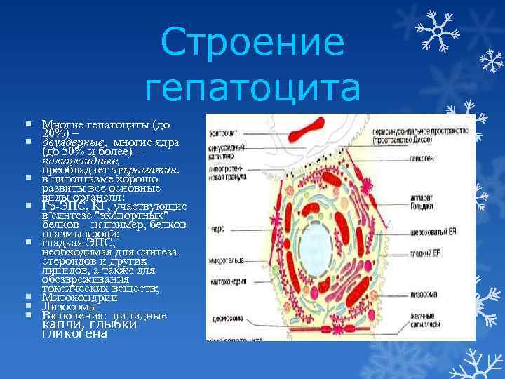 Строение гепатоцита Многие гепатоциты (до 20%) – двуядерные, многие ядра (до 50% и более)