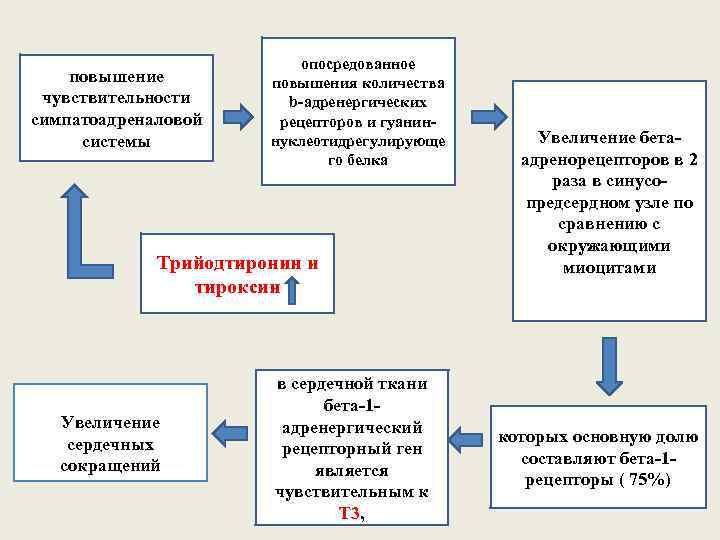 повышение чувствительности симпатоадреналовой системы опосредованное повышения количества b-адренергических рецепторов и гуаниннуклеотидрегулирующе го белка Трийодтиронин