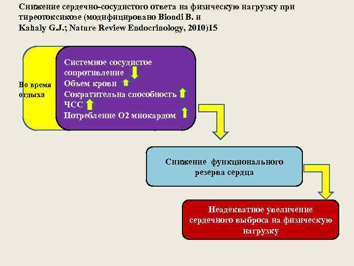 Снижение сердечно-сосудистого ответа на физическую нагрузку при тиреотоксикозе (модифицировано Biondi B. и Kahaly G.
