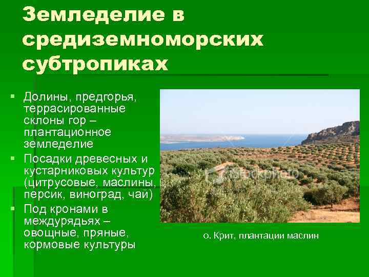 Земледелие в средиземноморских субтропиках § Долины, предгорья, террасированные склоны гор – плантационное земледелие §