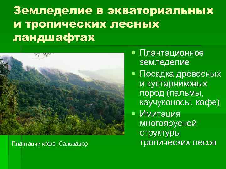 Земледелие в экваториальных и тропических лесных ландшафтах Плантации кофе, Сальвадор § Плантационное земледелие §