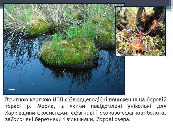 Візитною карткою НПП є блюдцеподібні пониження на боровій терасі р. Мерла, з якими повідомлені