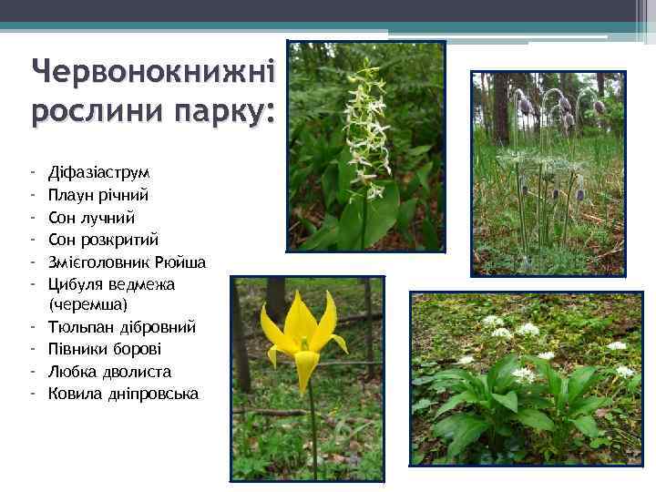 Червонокнижні рослини парку: - Діфазіаструм Плаун річний Сон лучний Сон розкритий Змієголовник Рюйша Цибуля