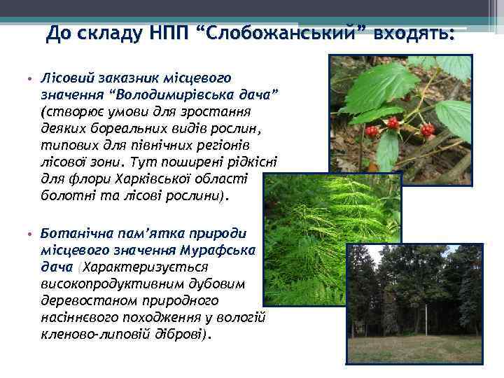 До складу НПП “Слобожанський” входять: • Лісовий заказник місцевого значення “Володимирівська дача” (створює умови