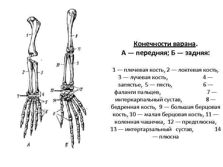 Рисунок конечности варана