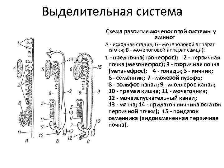 Выделительная система Схема развития мочеполовой системы у амниот (АА - исходная стадия; Б -