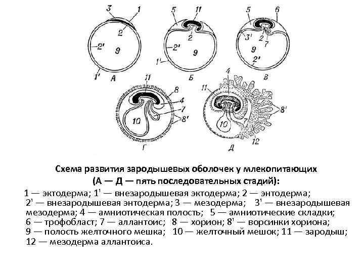 Схема развития зародышевых оболочек у млекопитающих (А — Д — пять последовательных стадий): 1