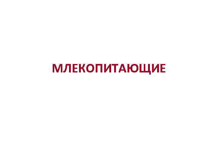 МЛЕКОПИТАЮЩИЕ 