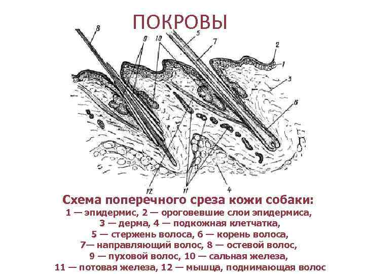 ПОКРОВЫ Схема поперечного среза кожи собаки: 1 — эпидермис, 2 — ороговевшие слои эпидермиса,