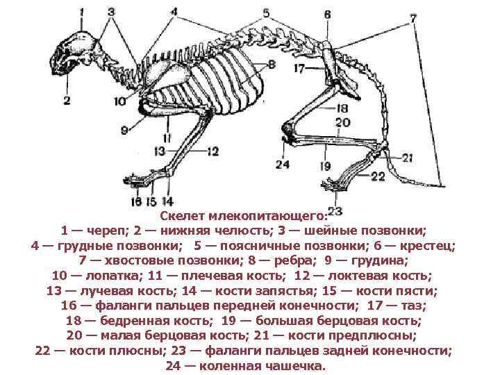 Скелет млекопитающего: 1 — череп; 2 — нижняя челюсть; 3 — шейные позвонки; 4