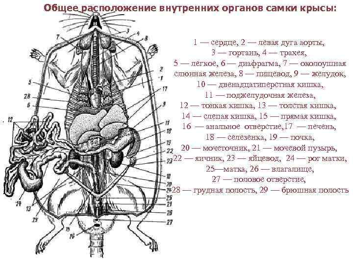 Общее расположение внутренних органов самки крысы: 1 — сердце, 2 — левая дуга аорты,