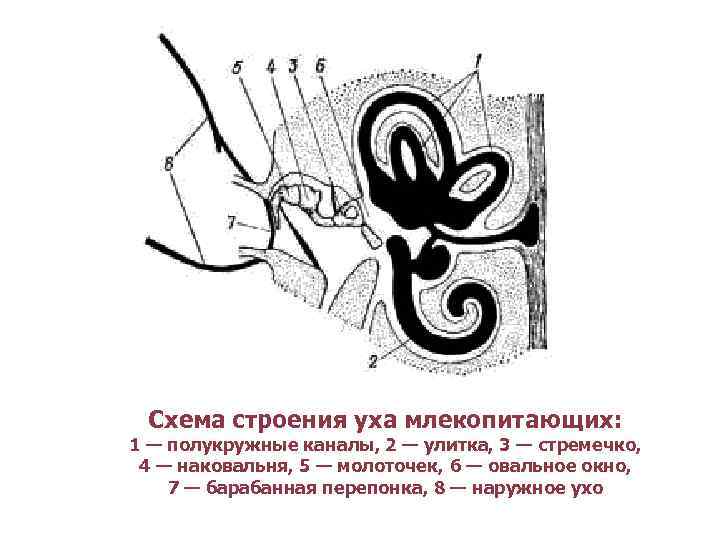 Схема строения уха млекопитающих: 1 — полукружные каналы, 2 — улитка, 3 — стремечко,