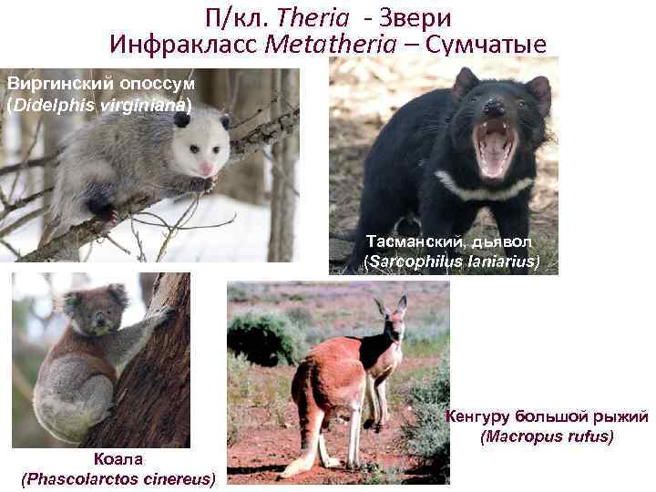 П/кл. Theria - Звери Инфракласс Metatheria – Сумчатые Виргинский опоссум (Didelphis virginiana) Тасманский, дьявол