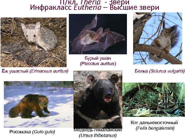 П/кл. Theria - Звери Инфракласс Eutheria – Высшие звери Бурый ушан (Plecotus auritus) Ёж