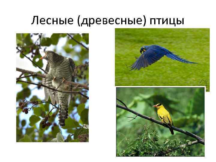 Лесные (древесные) птицы 