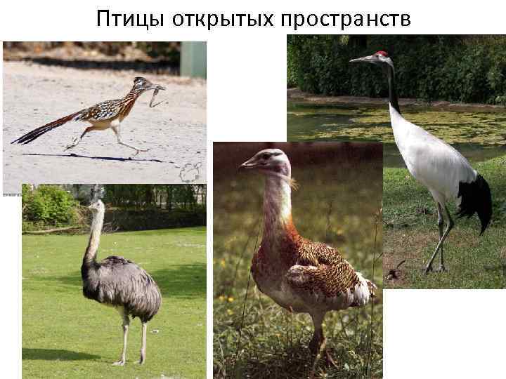 Птицы открытых пространств 