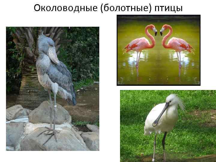 Околоводные (болотные) птицы 