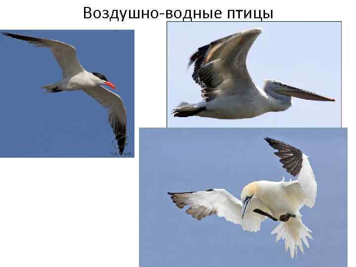 Воздушно-водные птицы 