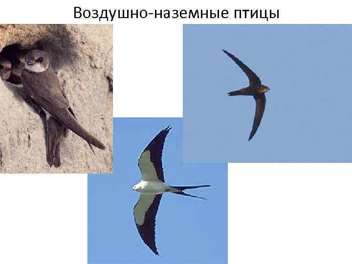 Воздушно-наземные птицы 