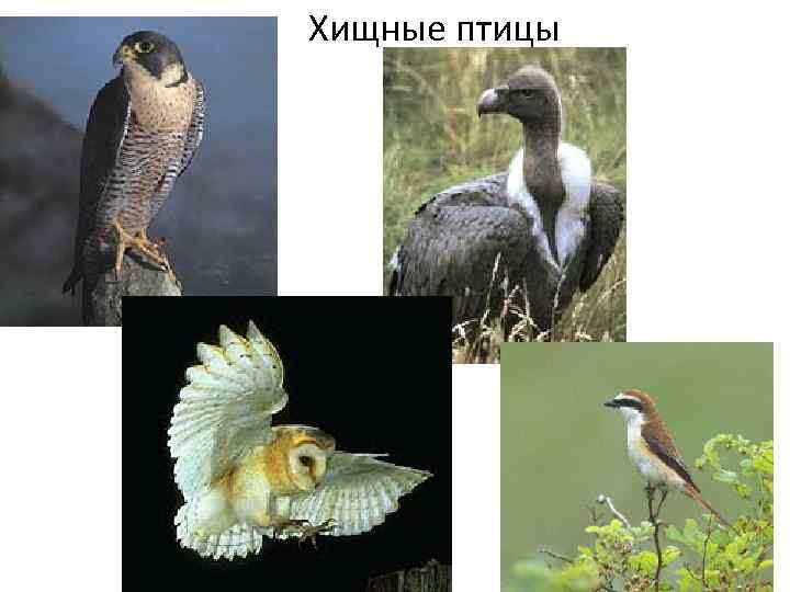 Хищные птицы 