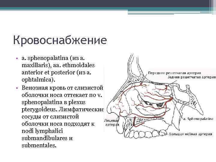 Кровоснабжение • a. sphenopalatina (из a. maxillaris), aa. ethmoidales anterior et posterior (из a.