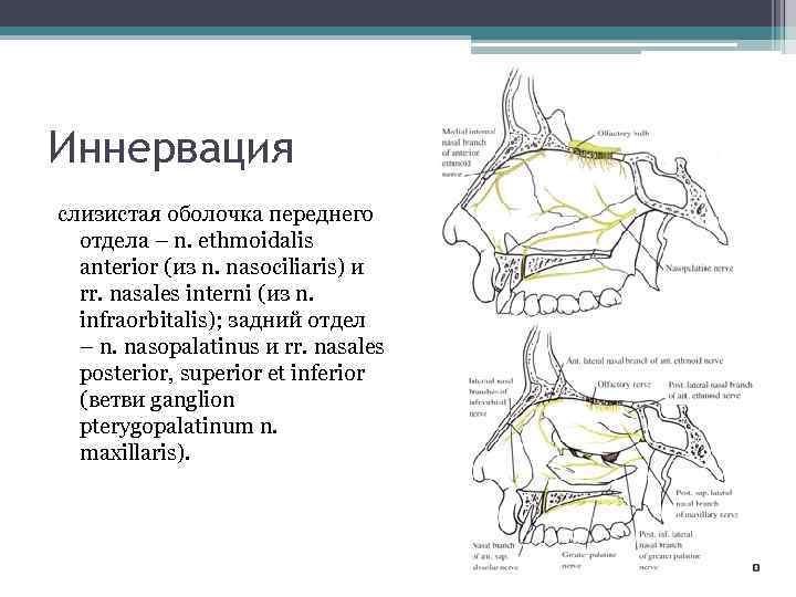 Иннервация слизистая оболочка переднего отдела – n. ethmoidalis anterior (из n. nasociliaris) и rr.