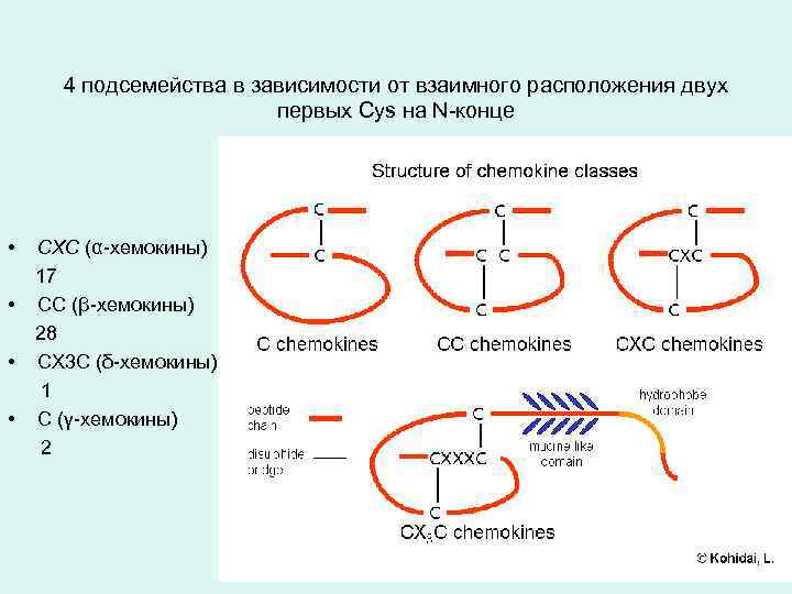 4 подсемейства в зависимости от взаимного расположения двух первых Cys на N-конце • •