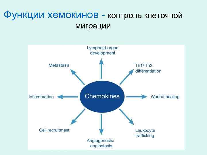 Функции хемокинов - контроль клеточной миграции 