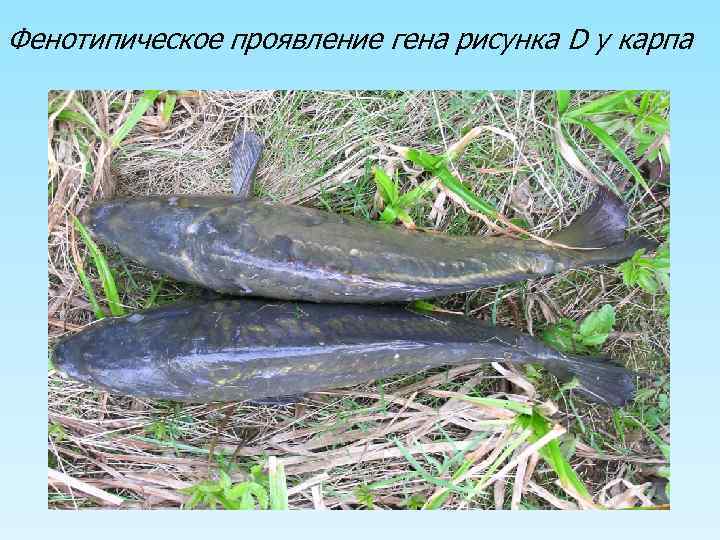 Фенотипическое проявление гена рисунка D у карпа 