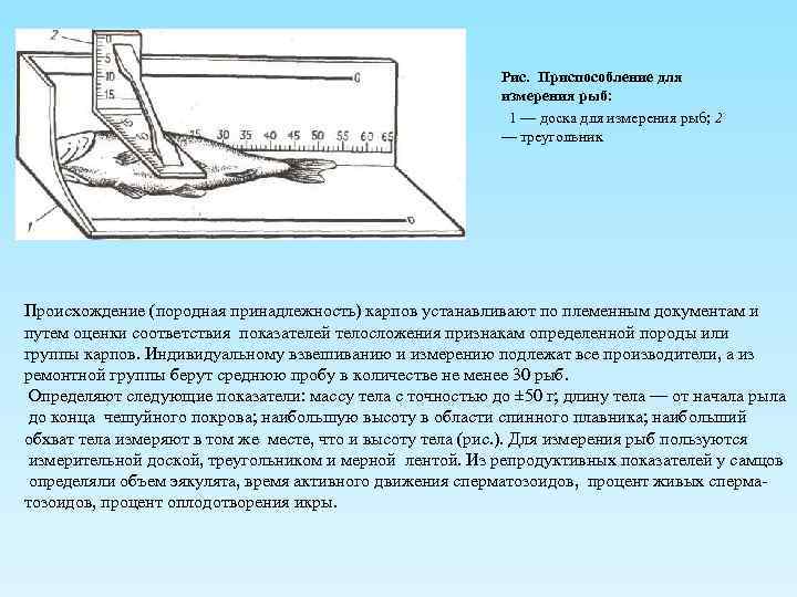 Схема измерения рыб