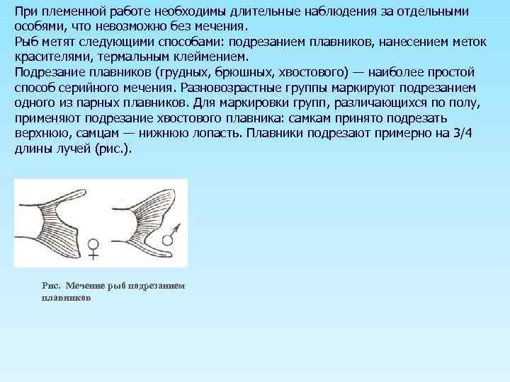 При племенной работе необходимы длительные наблюдения за отдельными особями, что невозможно без мечения. Рыб
