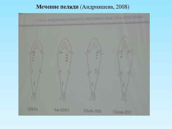 Мечение пеляди (Андрияшева, 2008) 